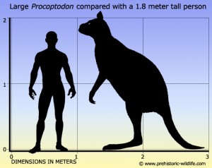 procoptodon-size