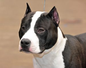 01_american_staffordshire_terrier